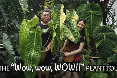 The AMAZING AMAZON Tropical Garden in BORNEO  | 18 PRO TIPs Plant care &amp; Garden Design ft Au..