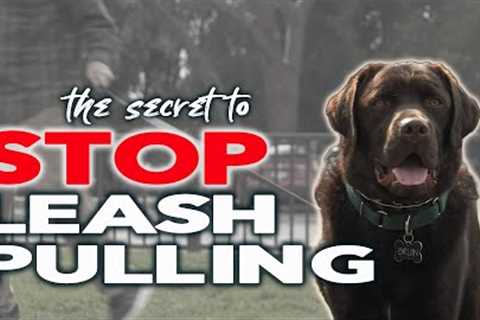 STOP Leash Pulling in One Session - Online Dog Training Lesson
