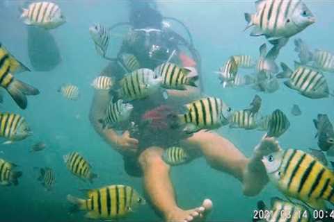 Cheapest Scuba Diving In India !! Just at 1000 INR 😍 MUST TRY