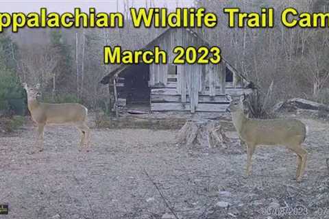 Appalachian Wildlife Trail Cams   March 2023