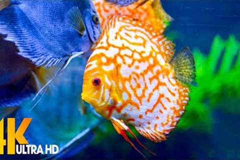 Aquarium 4K VIDEO (ULTRA HD) - Beautiful Coral Reef Fish - Sleep Relaxing Meditation Music