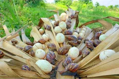 WOW! unique pick duck eggs &amp; snails a lots of on brown leaves in the road by hand skills