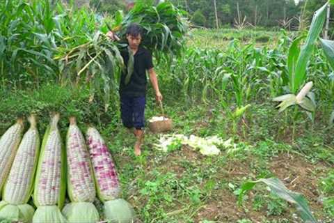 Glutinous corn after 2 months of hard work has been harvested - Weeding the corn garden
