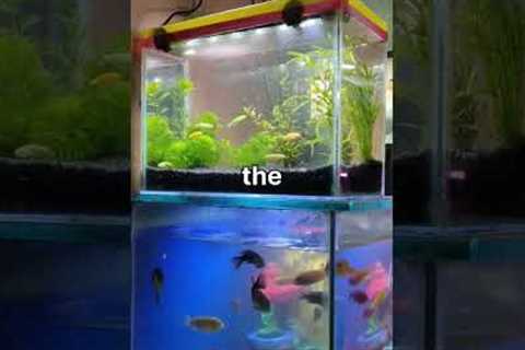 Look What I found in This Fish Tank? #shorts