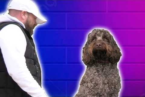 Spoilt Dog Syndrome (cockapoo)
