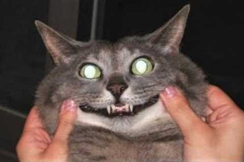 Funny animals - Funny cats / dogs - Funny animal videos / Best videos of April 2023