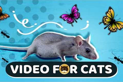 CAT GAMES - Mice, Birds, Ants, Butterflies, Squirrels | CAT &amp; DOG TV.