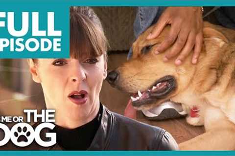 Uncontrollable Puppy Loves Rough Play with Owner | Full Episode USA
