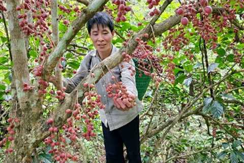 Harvest Fireballs Fruit Go Market Sell - Build Bathtub Of Flower In Farm | Solo Survival