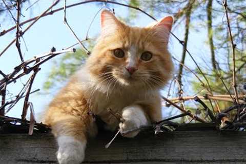 Relax With My Cat 😽 Beautiful Music To Reduce Stress, Cat Favorite Piano Music