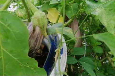 Best Gardening IDEAS