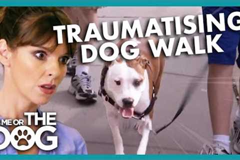 Gruesome Discovery on Dog Walk | It's Me or The Dog