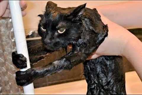 FUNNY CAT MEMES COMPILATION OF 2023 V18