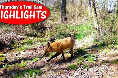 Briar Buffet, Pretty Red, Screech Owls, and Wiley Coyote: Thursday's Trail Cam Highlights: 5.4.23