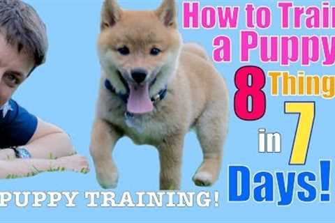 How to Train Your Puppy 8 Things in 7 Days! (STOP Puppy Biting, Come, Stay... )