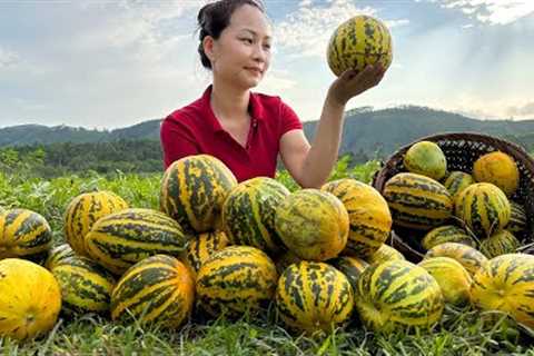 Harvesting Watermelon Garden goes to the market sell - Buy pigs for Primitive Skills | Hoàng Hương