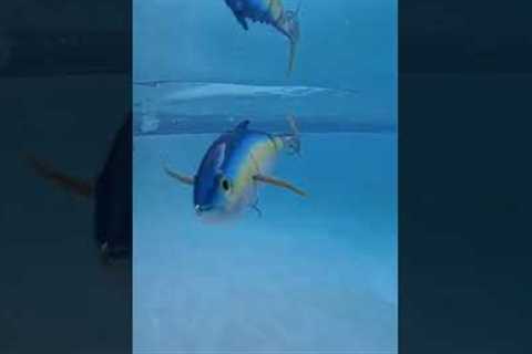 Ridiculously MASSIVE TUNA Fishing LURE🤯swimming action (2.2Lbs)