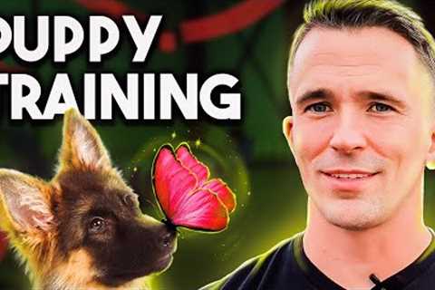 PUPPY TRAINING 101: Everything You Need to Know