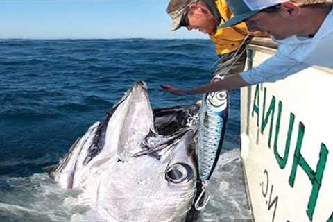 Amazing Longline GIANT BlueFin TUNA. Big Catch Fishing on The Sea