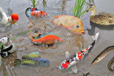 BUYING *AMAZING* NEW FISH FOR AQUARIUM!