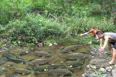 Find Fish Meet Many Fish, Catch Fish   Skills Survival In Forest
