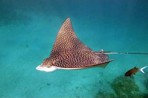 Turks and Caicos Snorkel and Diving highlights