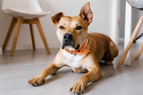 What is the best flooring for dogs?