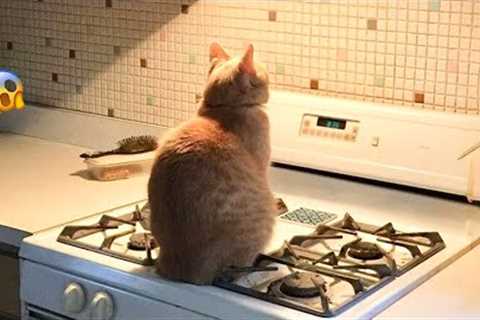 😂YOU LAUGH YOU LOSE! 😹Funny Moments Of Cats Videos Compilation - Funny Cats Life