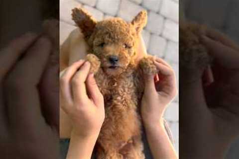 shorts#dogs animals#shots #viral #cat  viral video.