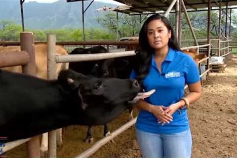 Funniest TV News Bloopers Of All Time