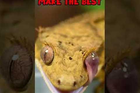 Crested Geckos Are The Best Beginner Reptile! 🦎😍 #shorts