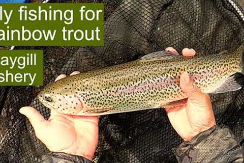 Fly fishing for rainbow trout - Raygill fishery