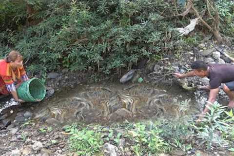 Survival skills. Find and catch fish in shallow river, Catch many fish in the puddle, Primitive life