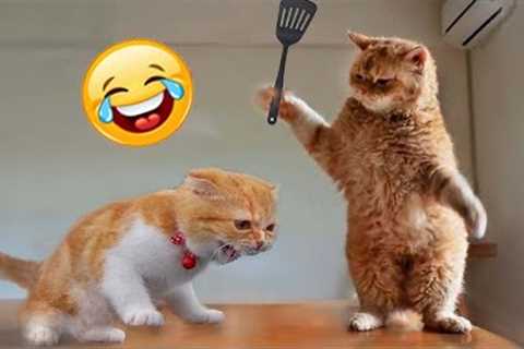 Try Not To Laugh Animals : 1 Hour of Funniest Cat Videos #19 | Funny Animal Videos