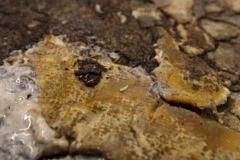 Cleaning a Rug Caked in Grease: The Grossest and Most Satisfying Thing You'll See Today