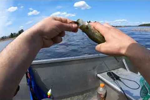Crappie Spawn Rainy Lake Reed Fishing