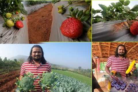 Andhra Strawberry fields|Lambasingi tour part-2|strawberry Harvesting@Sarathvlogstelugu #Lambasingi