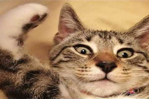Funny animals - Funny cats / dogs - Funny animal videos 287