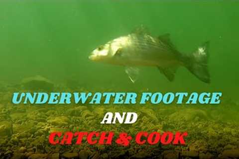 Lake Pleasant AZ -  Tips for Shore Fishing! (underwater footage and catch &amp; cook)