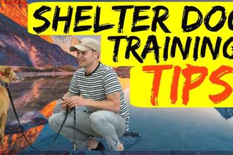 Shelter dog training tips| Tips to training my rescue dog