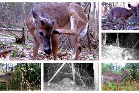Trail camera series. Taken from 25-30.04.2023  Lots of  deer, critters and blue jay