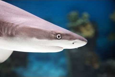 Best Sharks for a Home Fish Tank | Aquarium Care