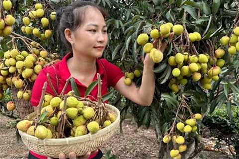 Harvesting Litchi Fruit Garden goes to the market sell - Animal Care |  Hoàng Hương