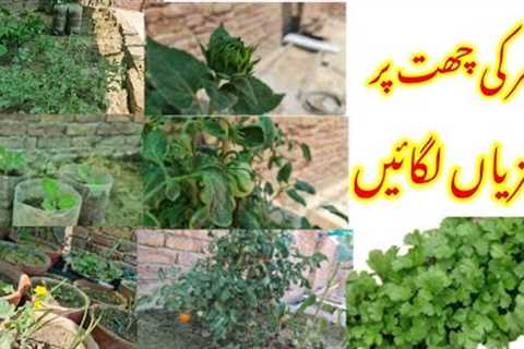 How to Terrace Vegetables GardenTips and Tricks easy gardening