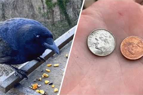 Crow brings money for woman after she feeds him