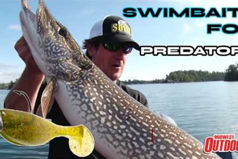 Swimbait Fishing on Rainy Lake