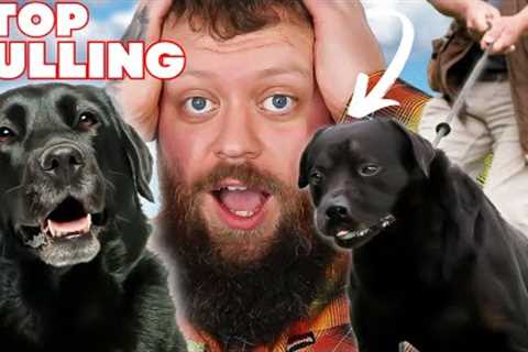How To Stop Your Dog Pulling On The Leash... FAST RESULTS!