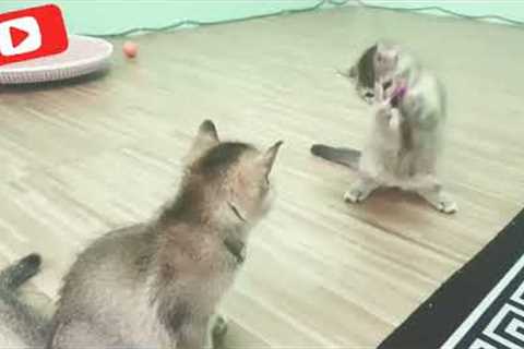 How to Train a Cat