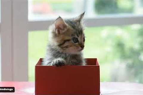 Adorable Friends: A Compilation of Heartwarming Cat Moments