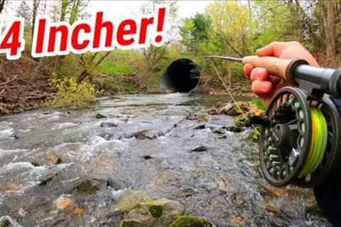GIANT Brown Trout Caught | Small Stream FLY FISHING With STREAMERS!